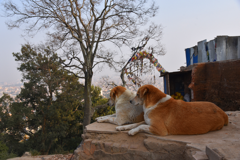 【眼镜散记】秘境尼泊尔——双城记