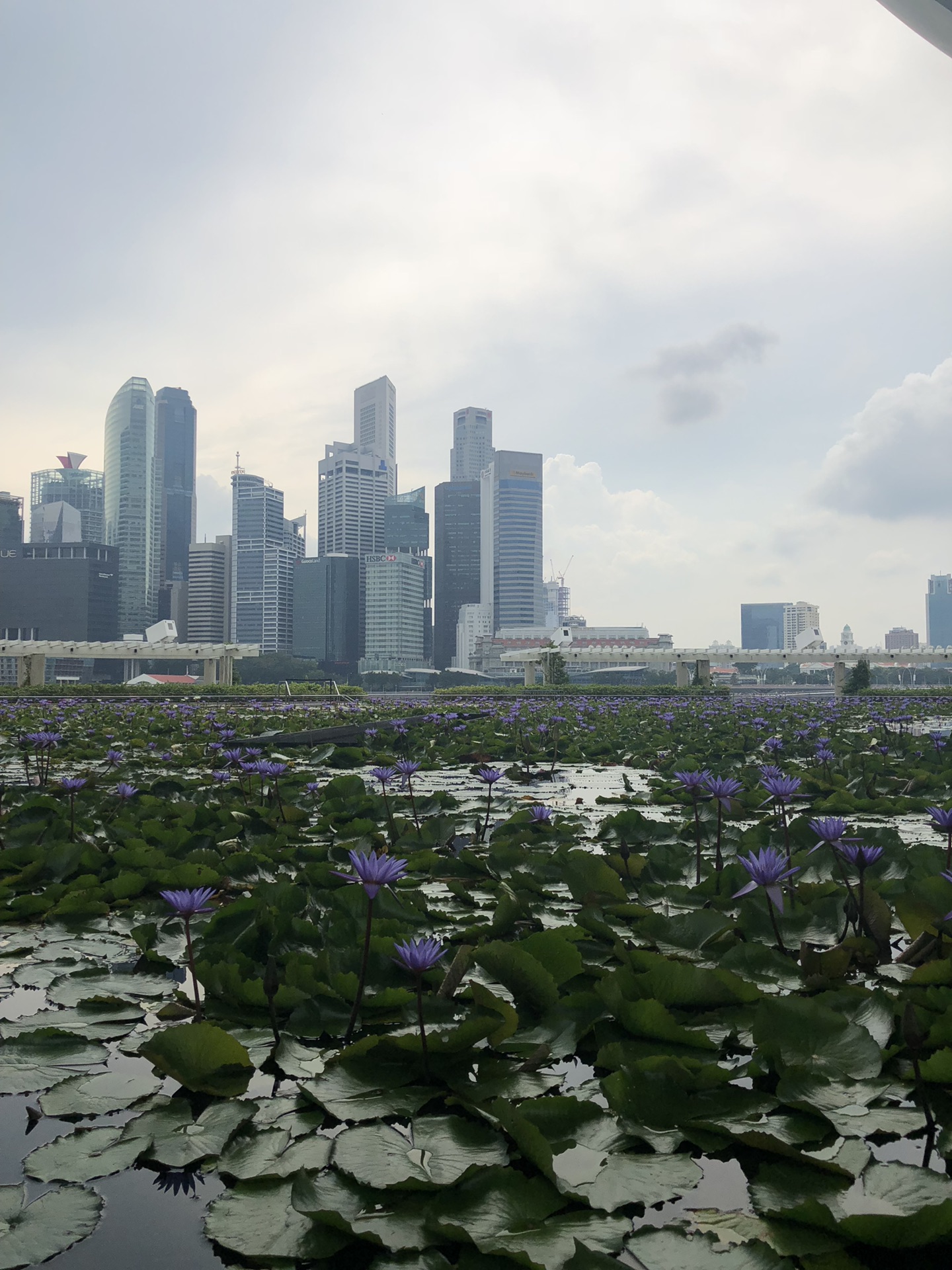 新加坡马尔代夫神仙珊瑚岛佛系带娃游