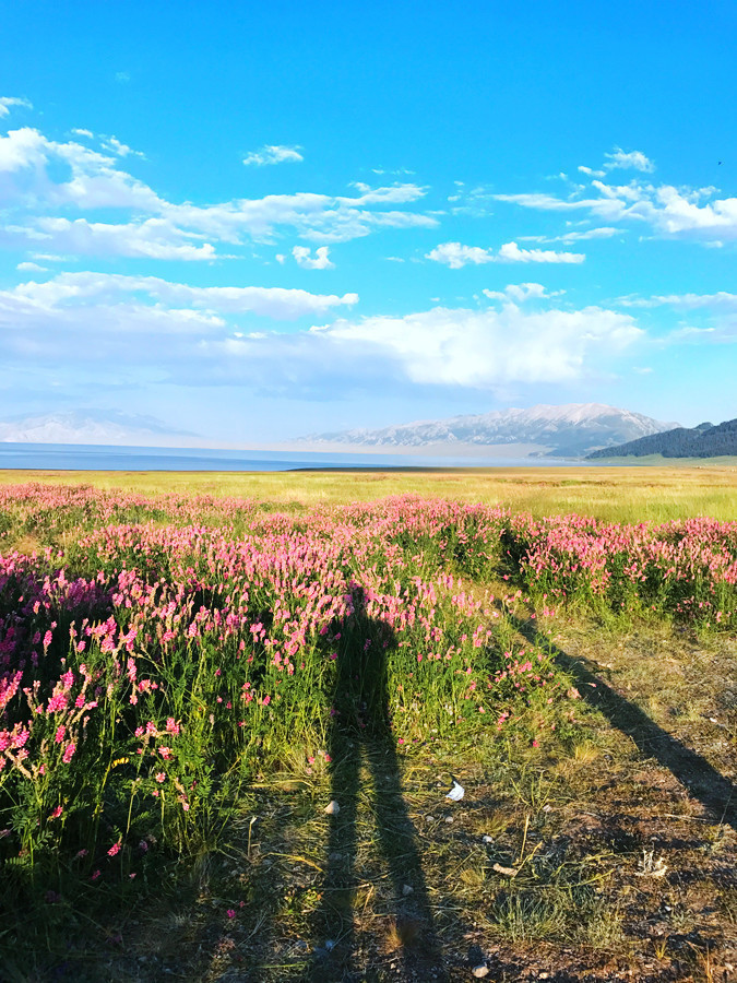 新疆の夏——仲夏夜 草原,森林,湖泊,花田浪哩个,新疆旅游攻略,新疆