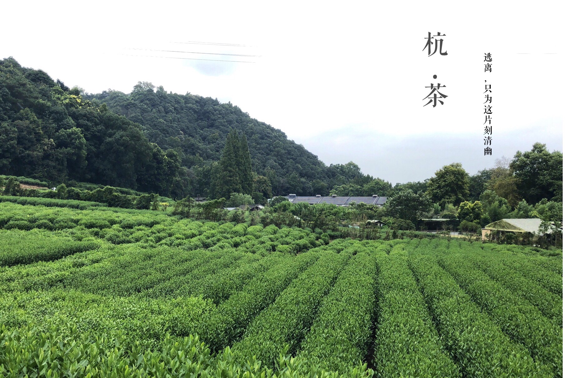 逃往杭州这座城