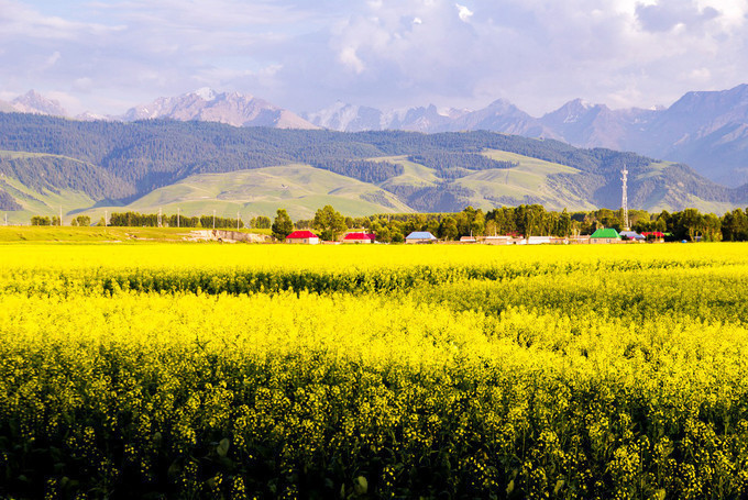 新疆の夏——仲夏夜 草原,森林,湖泊,花田浪哩个,新疆旅游攻略,新疆
