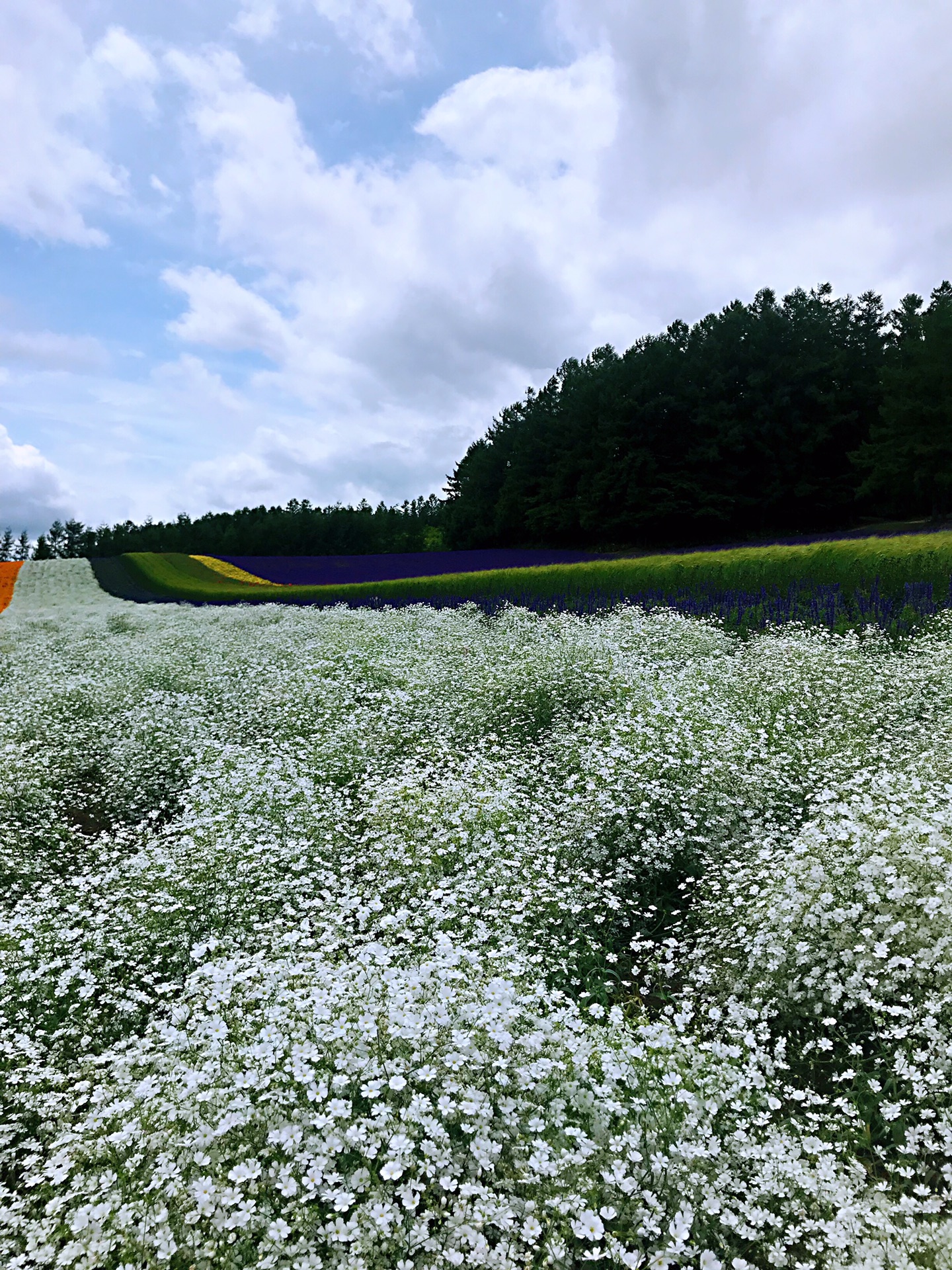 北海道自助遊攻略