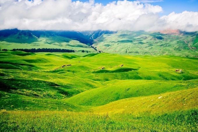 新疆の夏——仲夏夜 草原,森林,湖泊,花田浪哩个,新疆旅游攻略,新疆