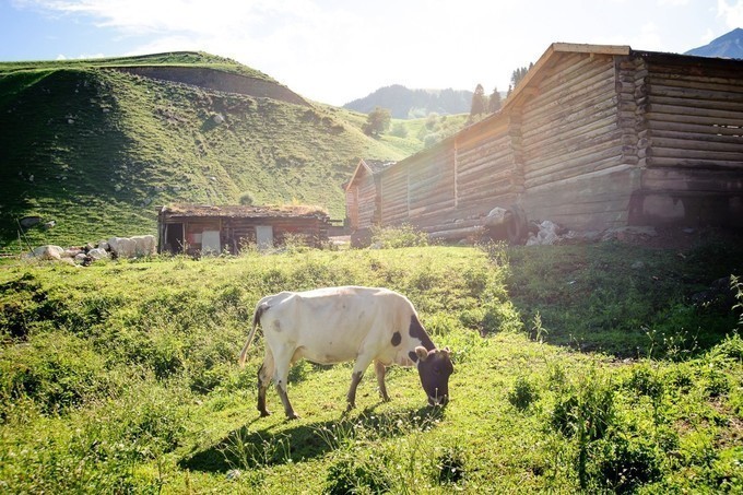 新疆の夏——仲夏夜 草原,森林,湖泊,花田浪哩个,新疆旅游攻略,新疆