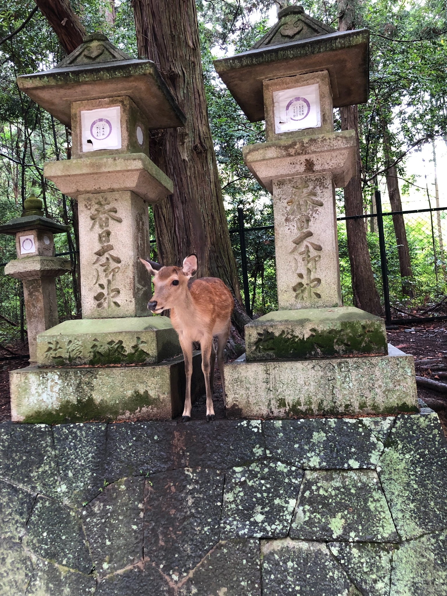 京都自助遊攻略