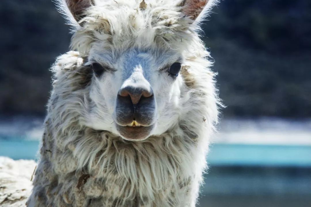 生气会吐口水神兽羊驼的9个秘密