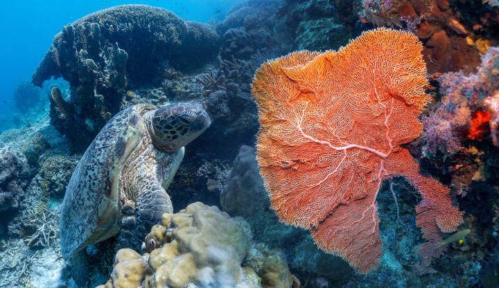 通往仙本那诗巴丹的朝圣之路马布岛婆罗洲攻略