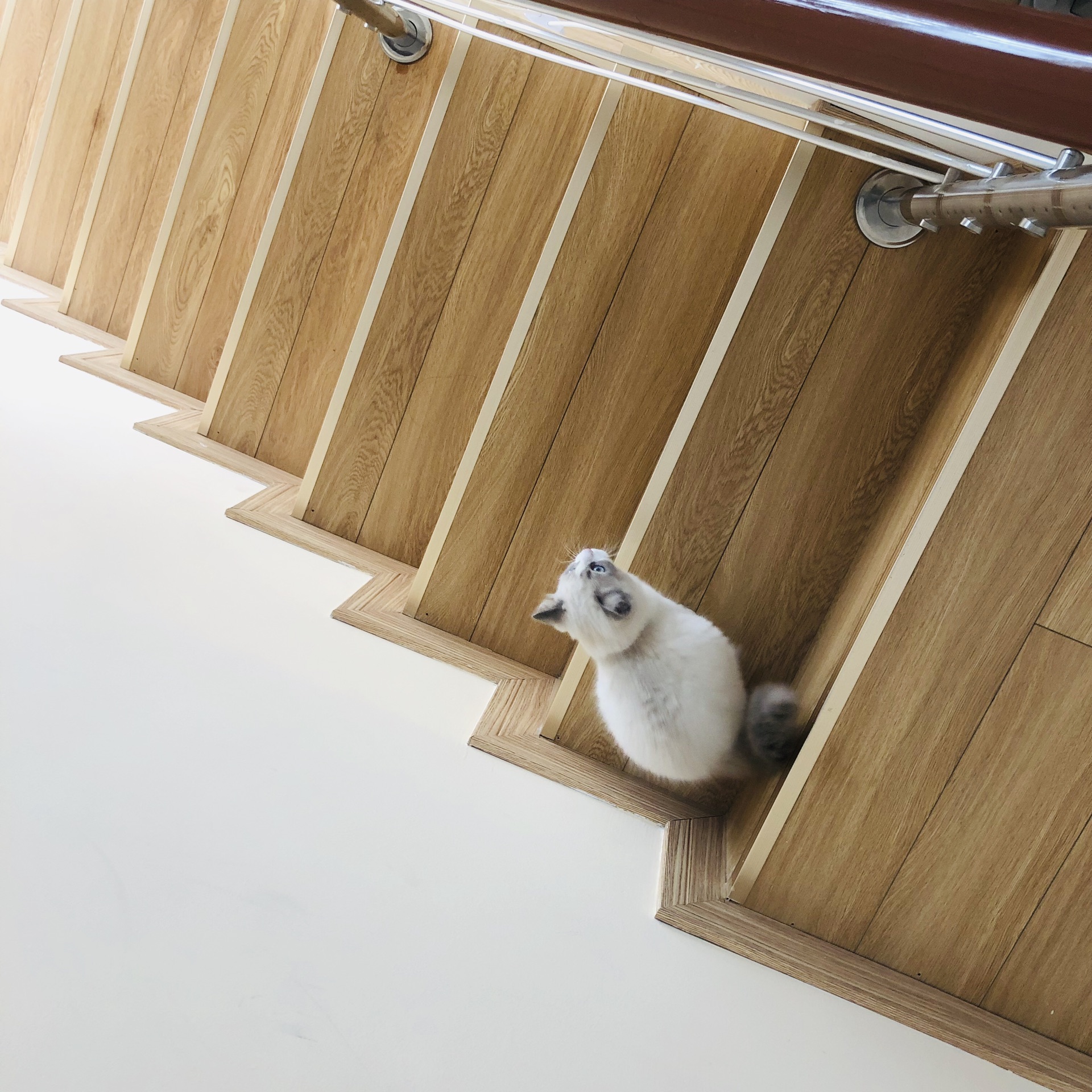 乖乖隆地洞赞小蜂喵霸游扬州