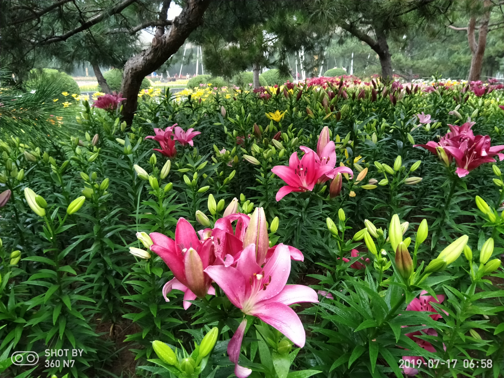 長春公園七月百合花續,長春自助遊攻略 - 馬蜂窩