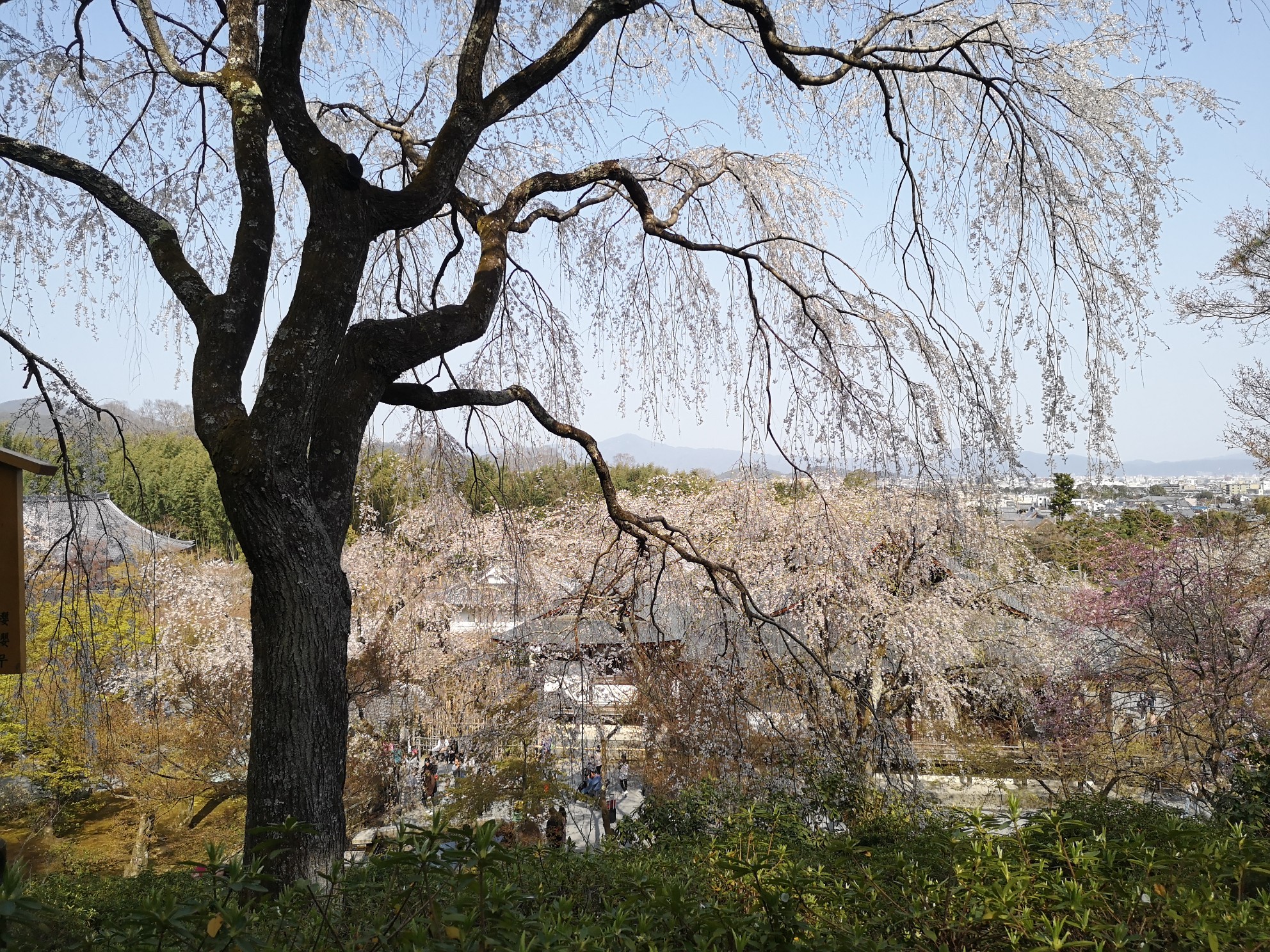 京都自助遊攻略