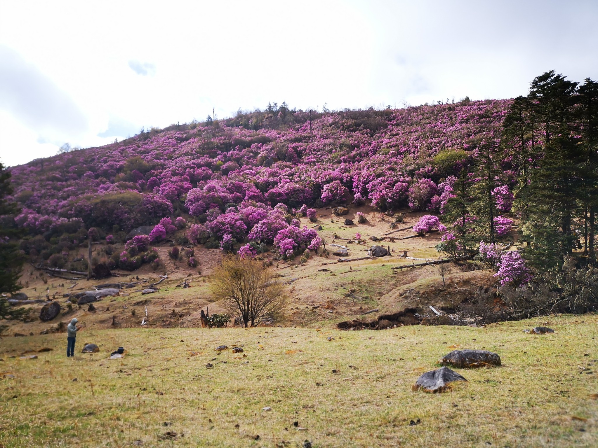 小雨崩阿纳果美图集:不要错过最美的季节,看完就出发