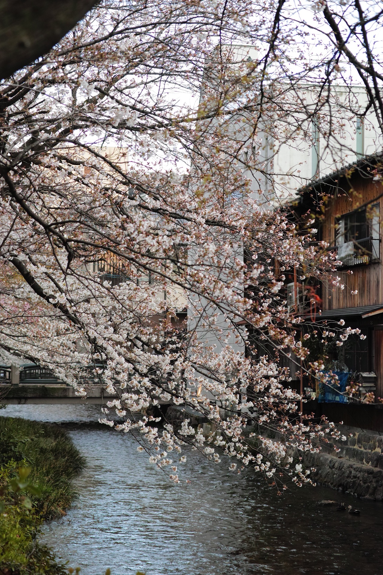 京都自助遊攻略