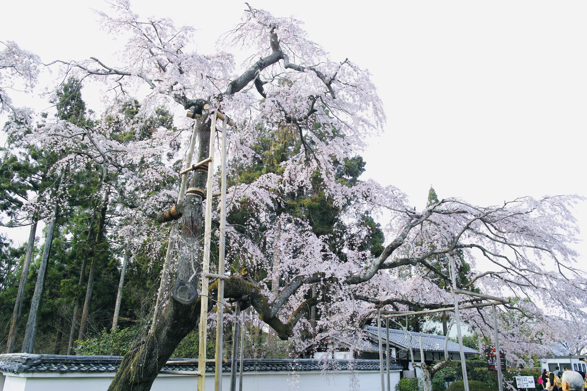 京都自助遊攻略