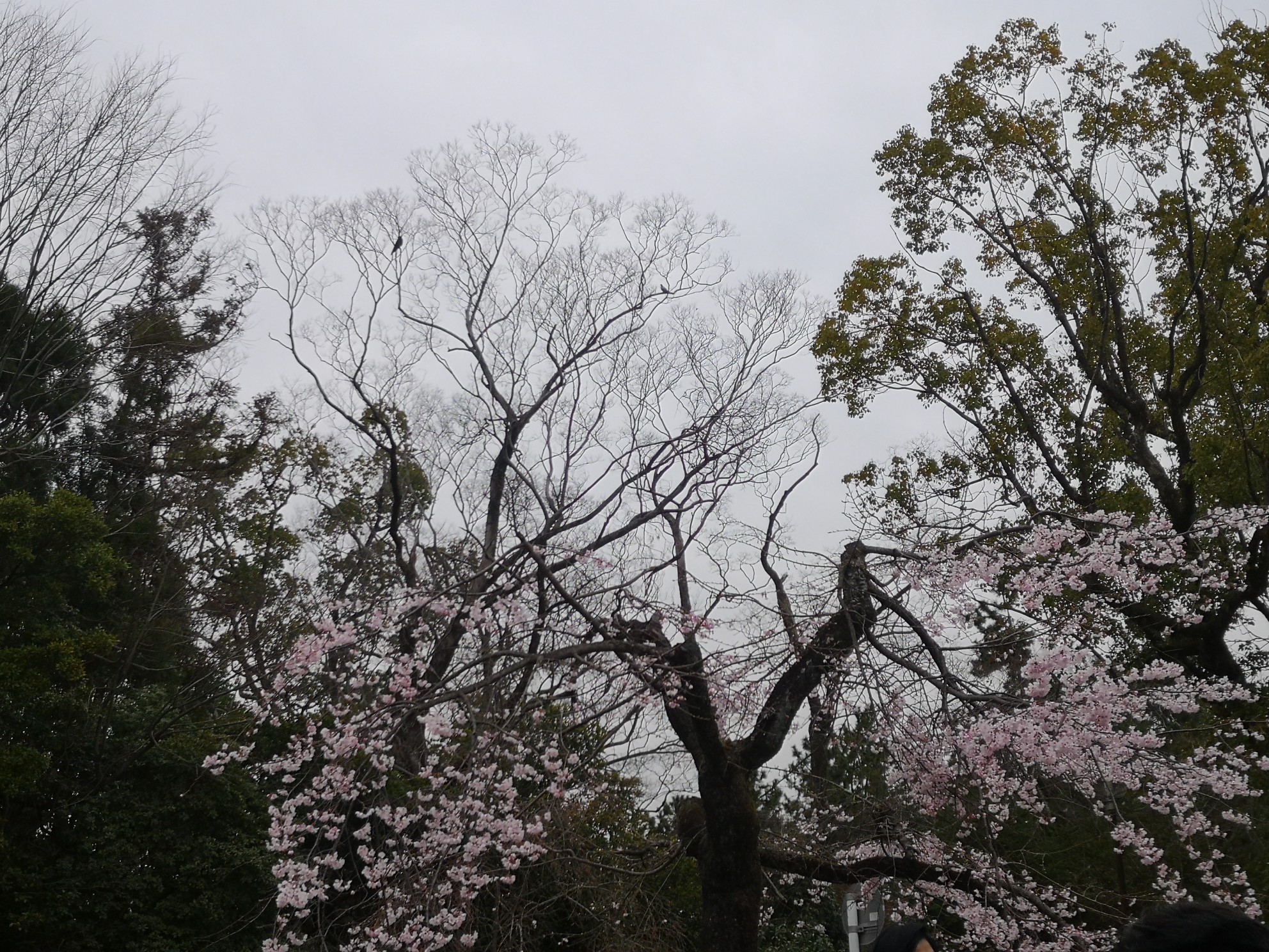 京都自助遊攻略