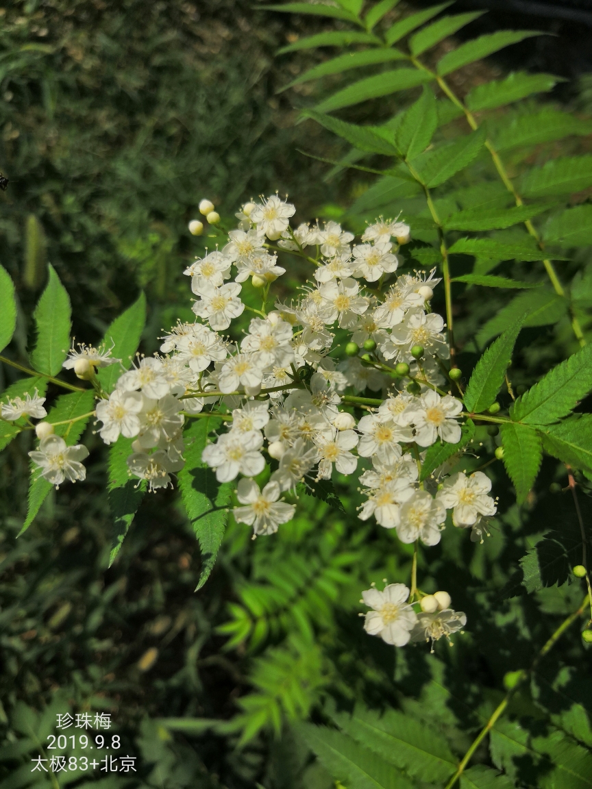 北方小区常见的花和草(十三),顺义自助游攻略 - 马蜂窝
