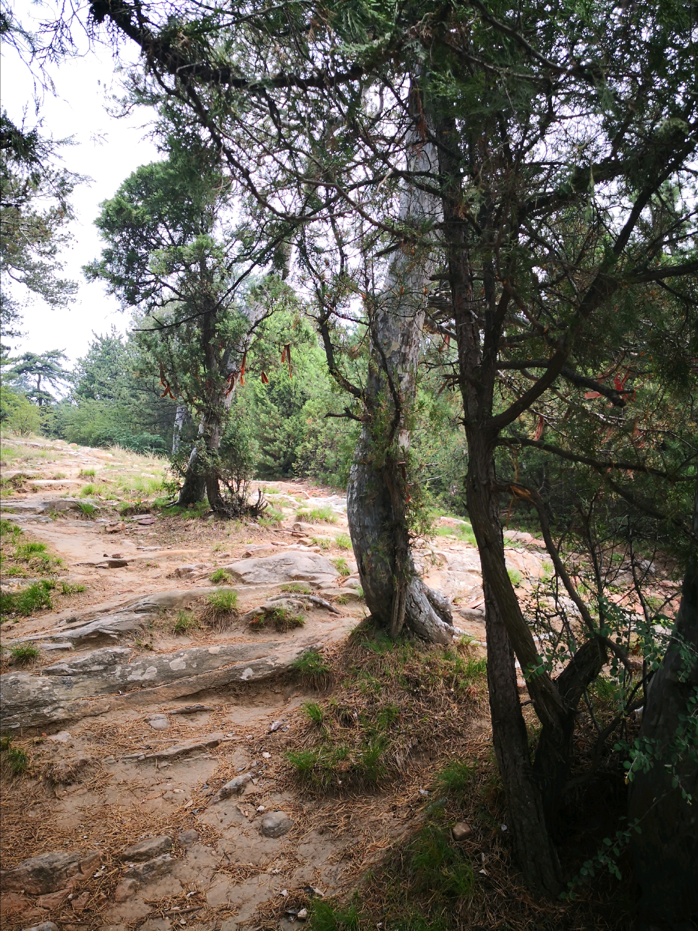 【中阳景点图片】柏洼山