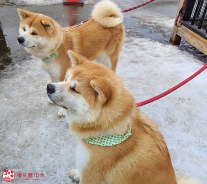 第一次秋田旅行的3个必玩清单:秋田犬,乡土料理,温泉