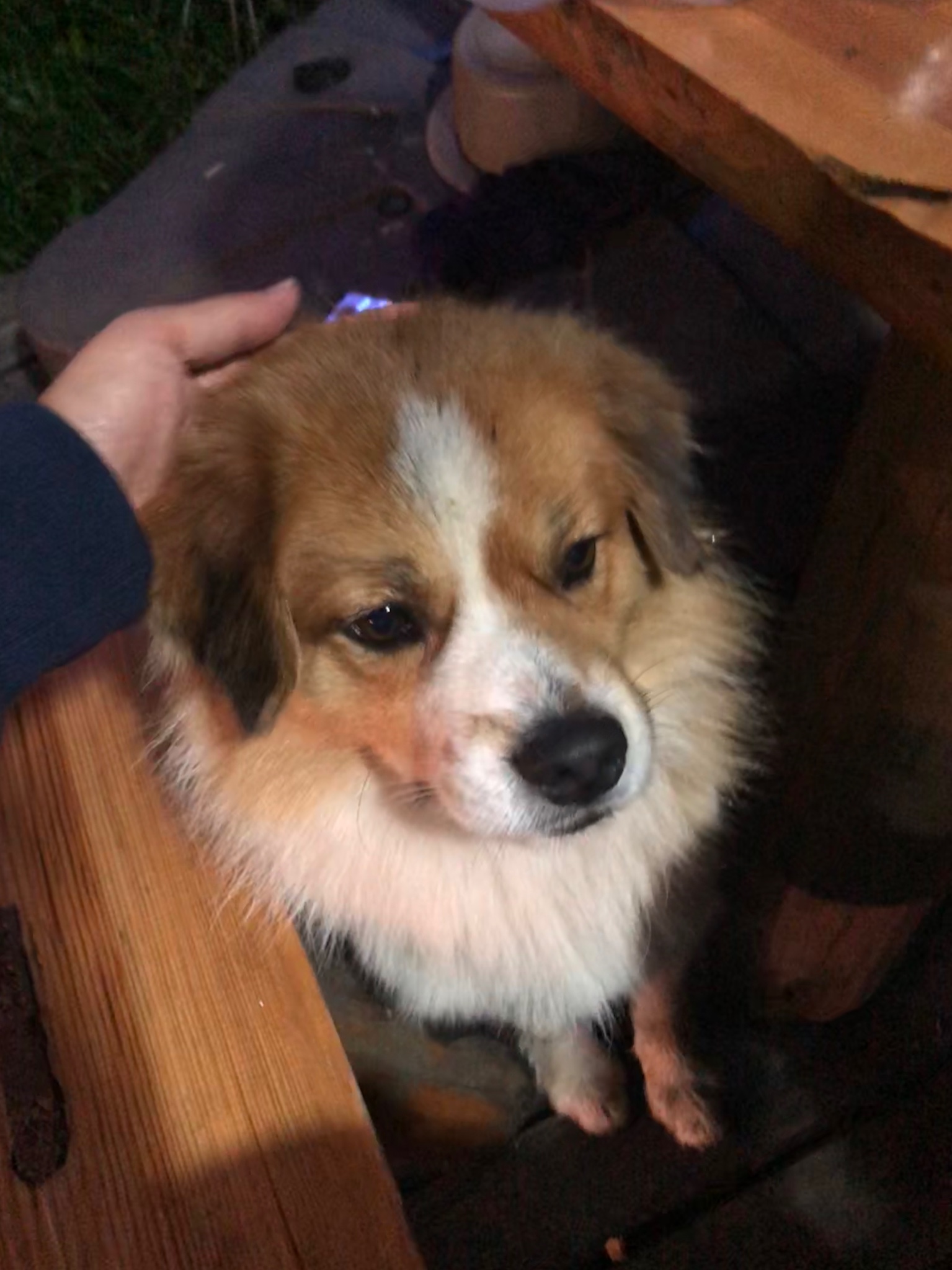 安多沱沱河沱沱河沱沱河可可西里国家级自然保护区可可西里国家级自然