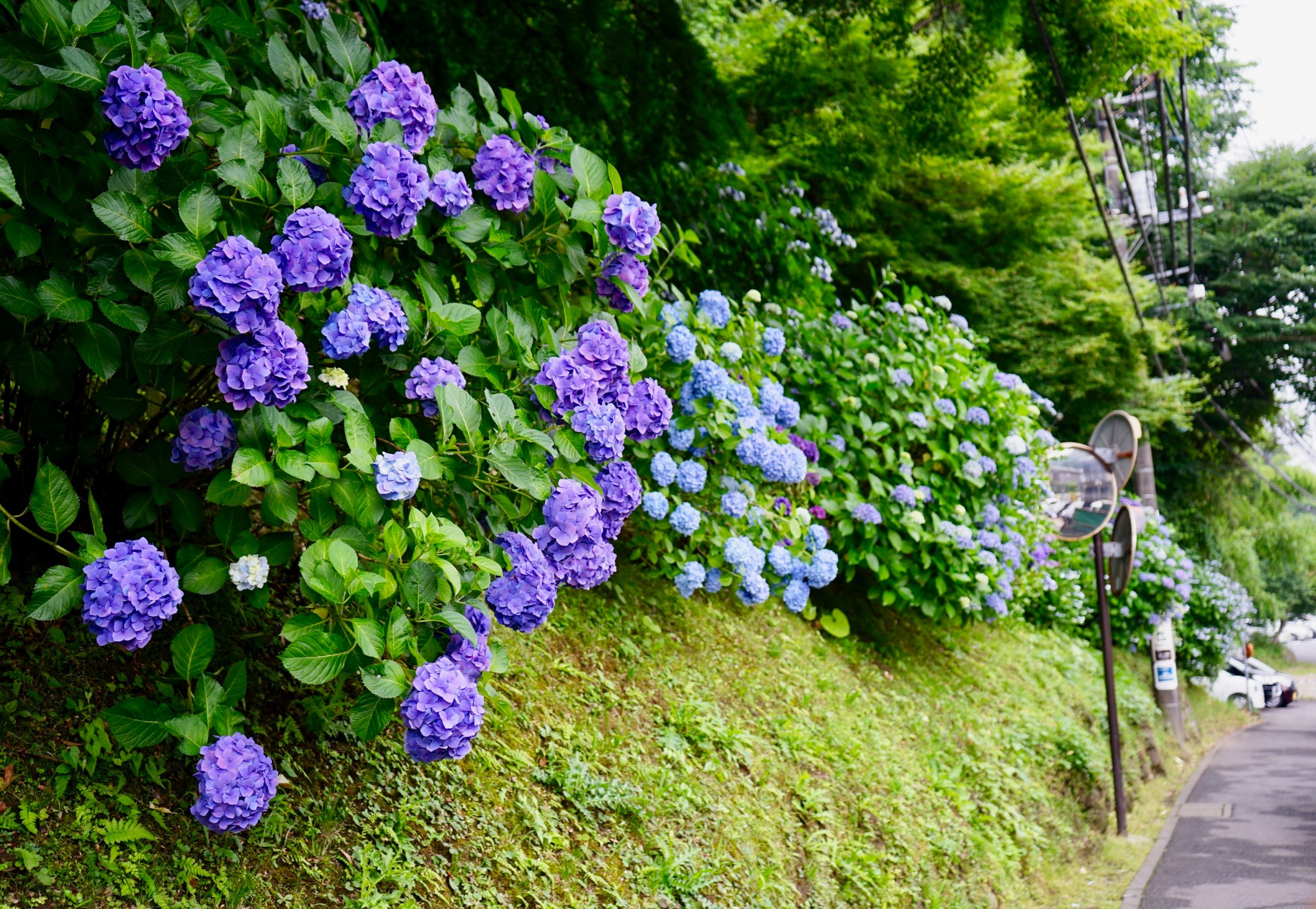 日本夏季花海亲子游 让人沉醉的日本花海绝景 手机马蜂窝