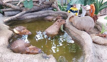 去「神户动物王国」与超可爱水豚君,猫头鹰亲密接触