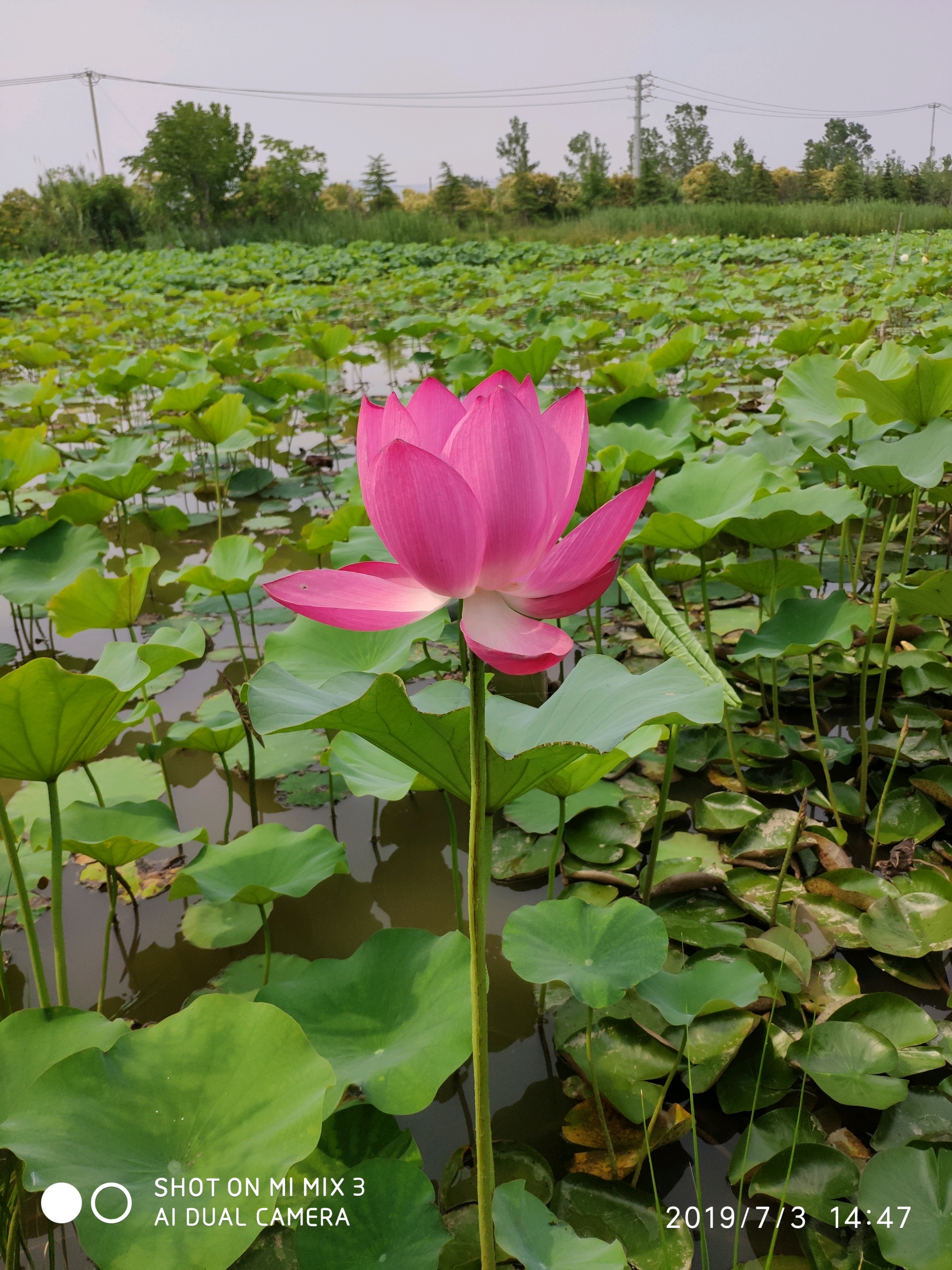 云水湾湿地公园图片