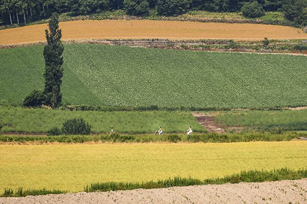 北海道自助遊攻略