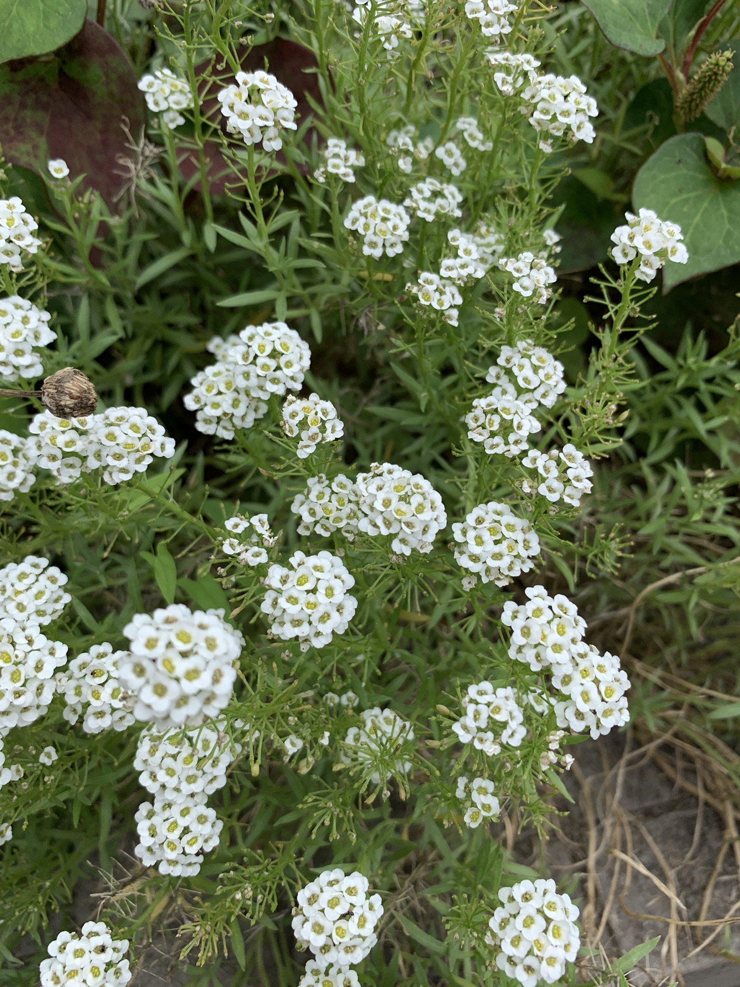 日本东京之花的安静,大阪旅游攻略 - 马蜂窝
