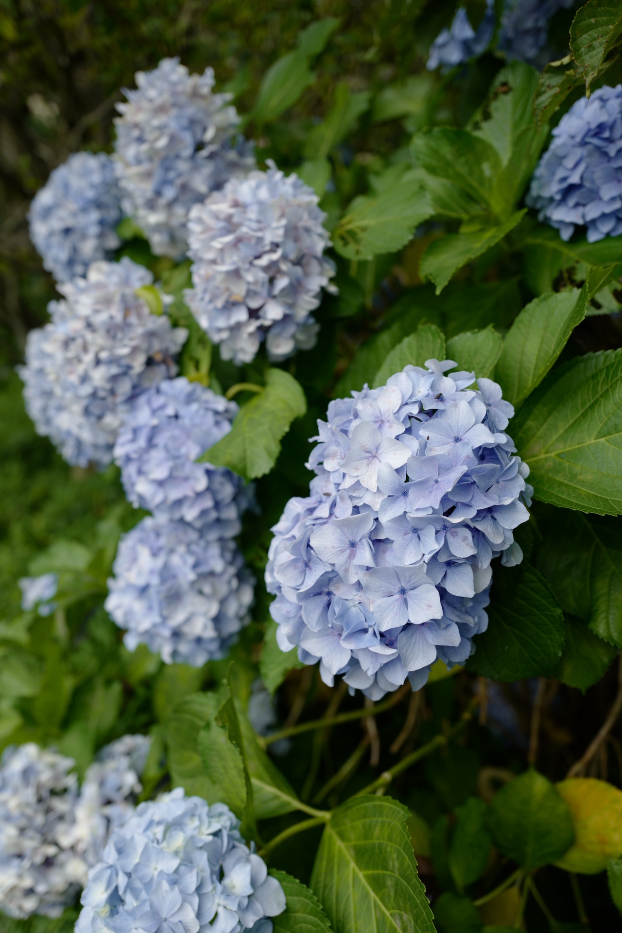日本南九州的夏天
