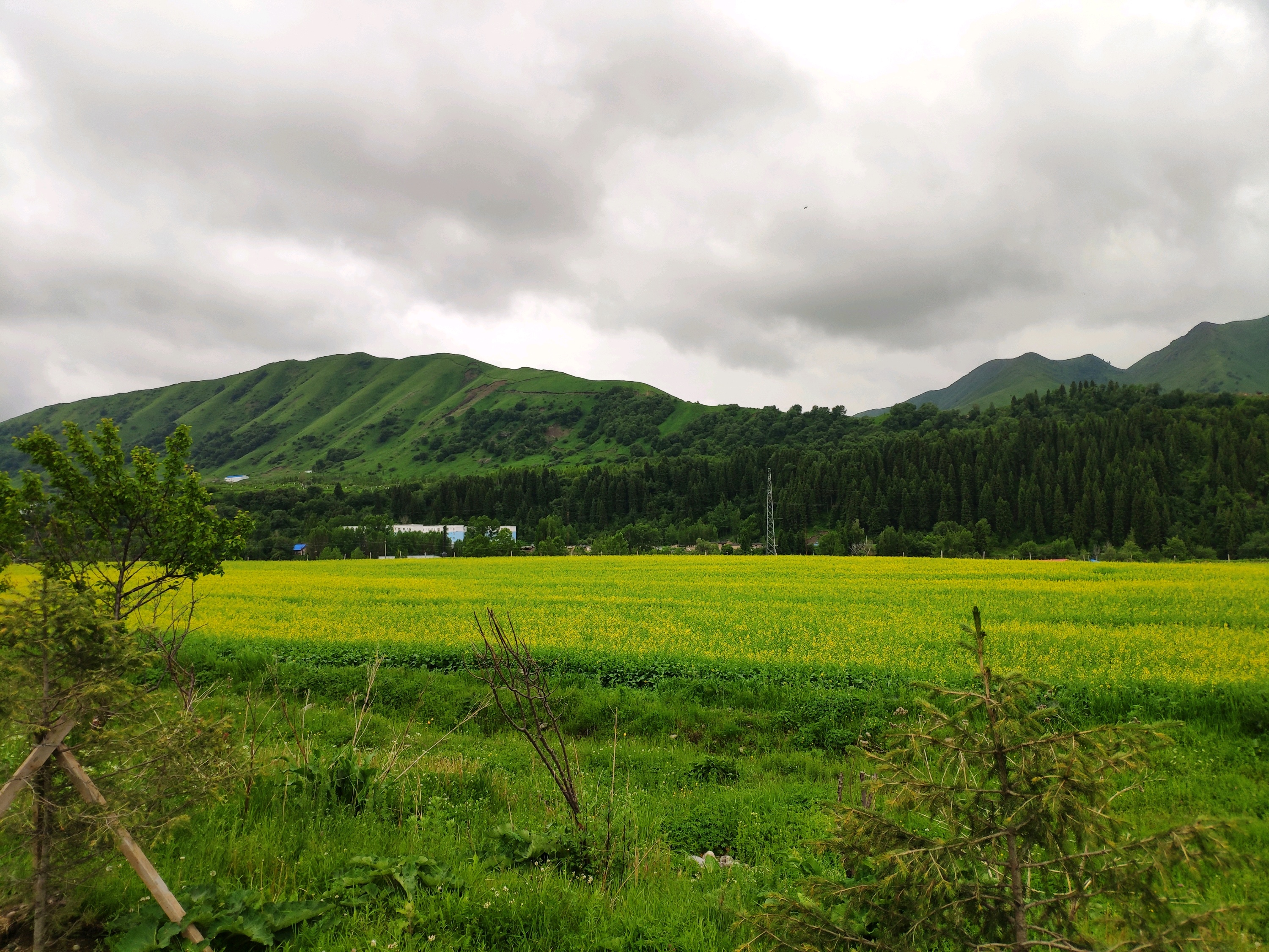 【尼勒克景点图片】蜜蜂小镇(尼勒克县)