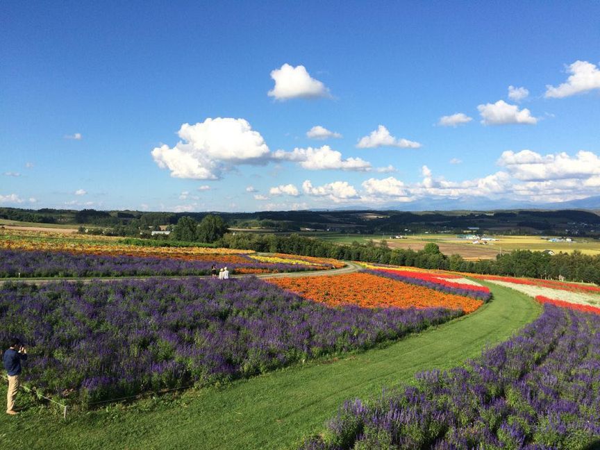 梦幻花海 | 日本北海道薰衣草花田最全合集