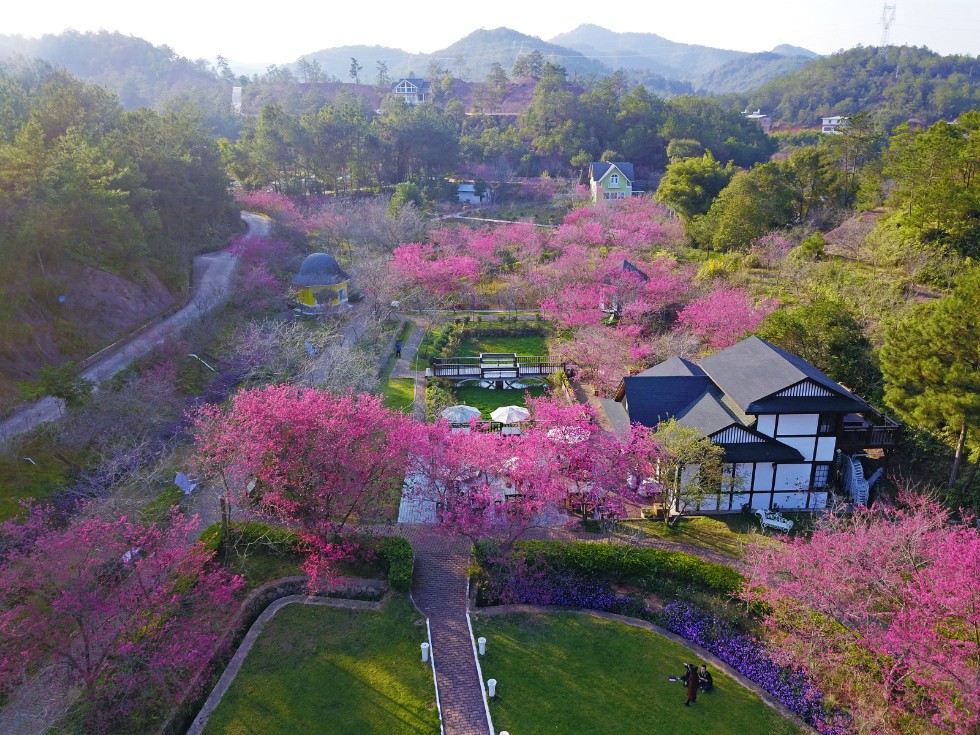 广东梅州樱花谷风景区图片