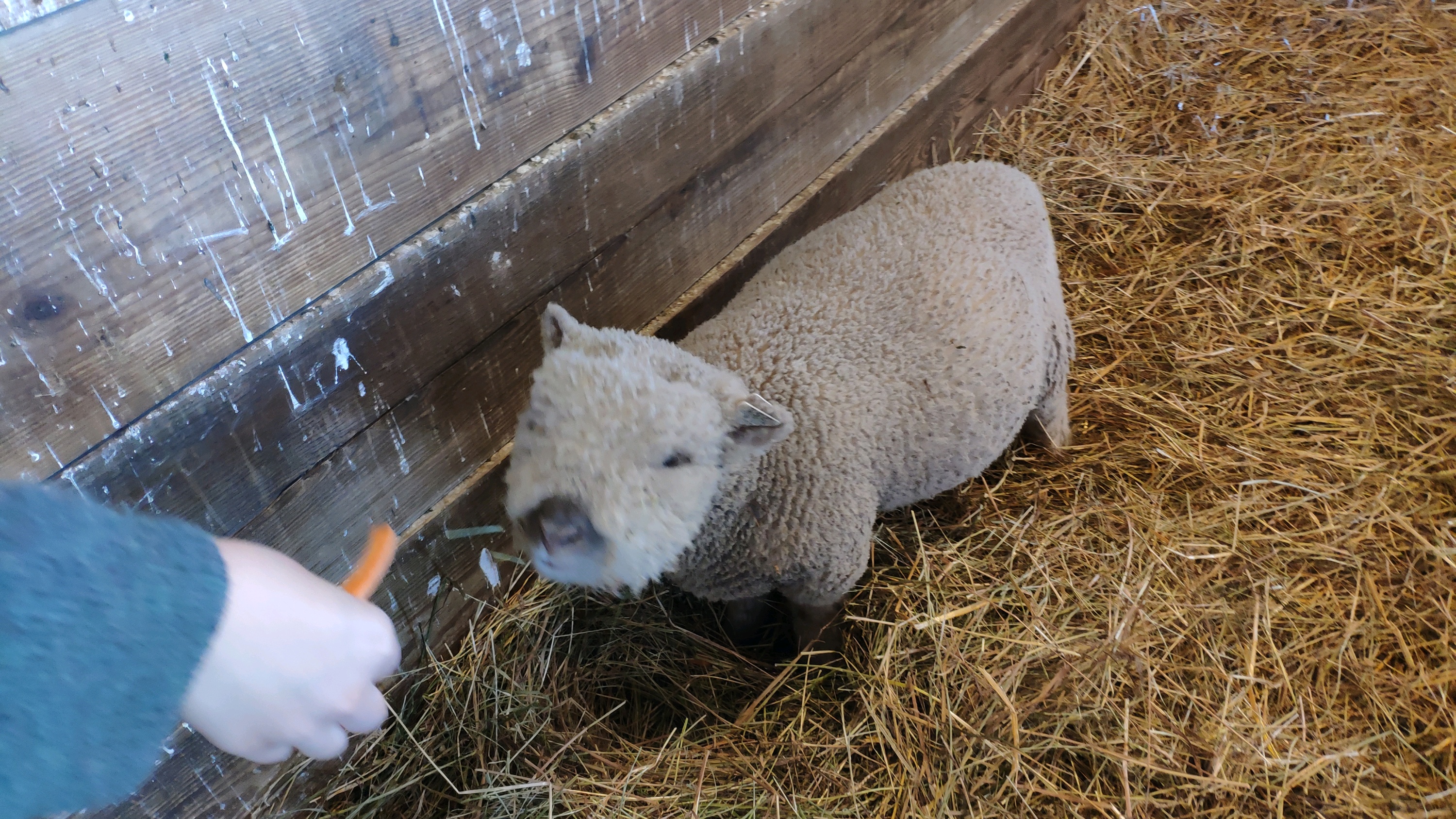 沃什特瑙县娱乐-The Petting Farm at Domino's Farms