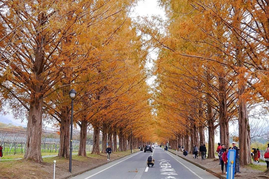 京都自助遊攻略