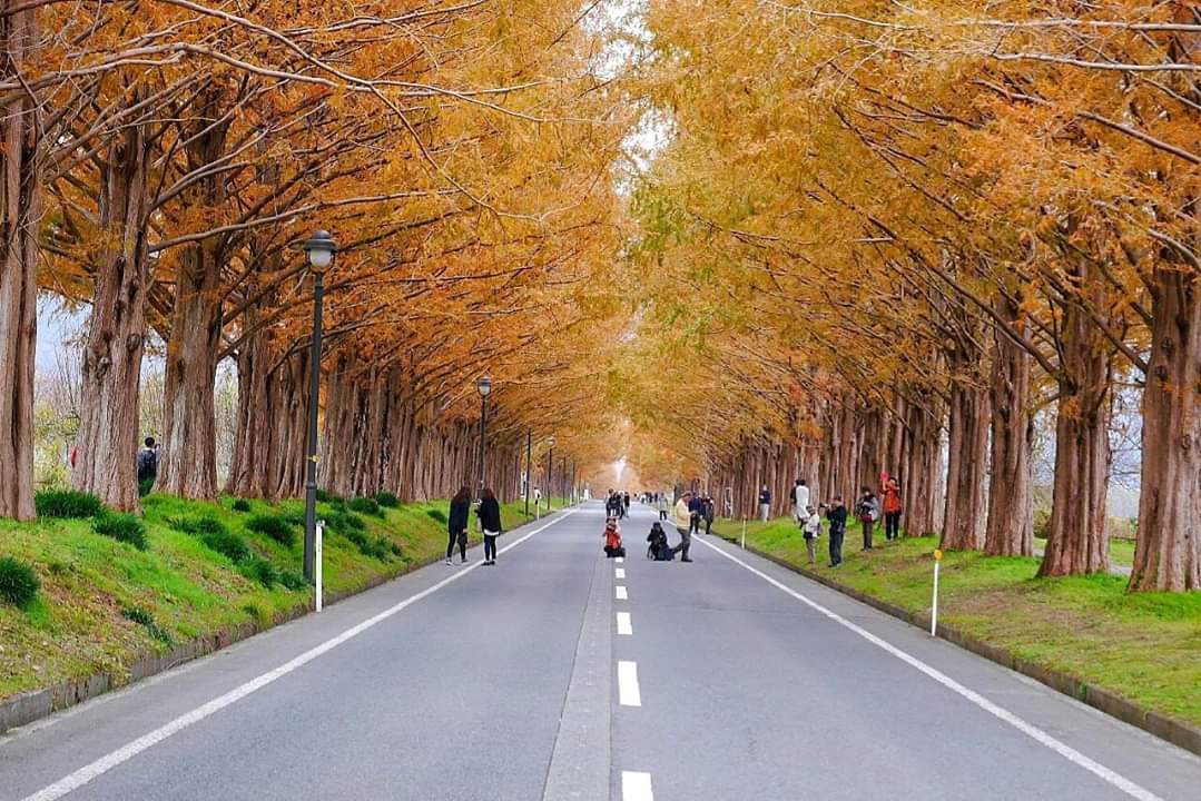 京都自助遊攻略