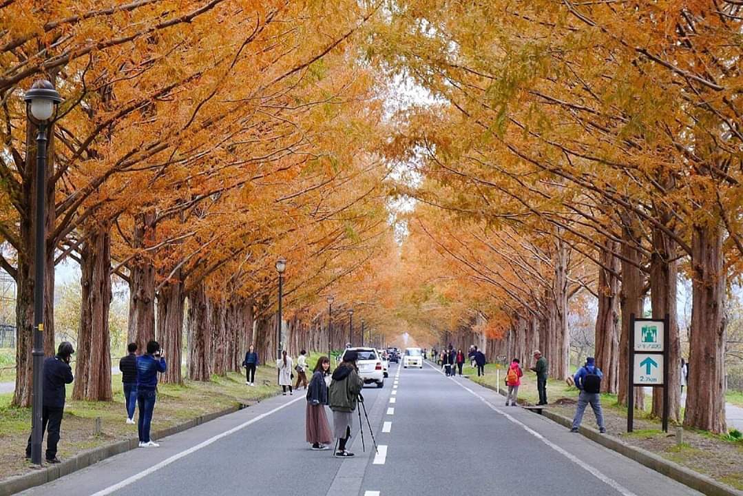 京都自助遊攻略