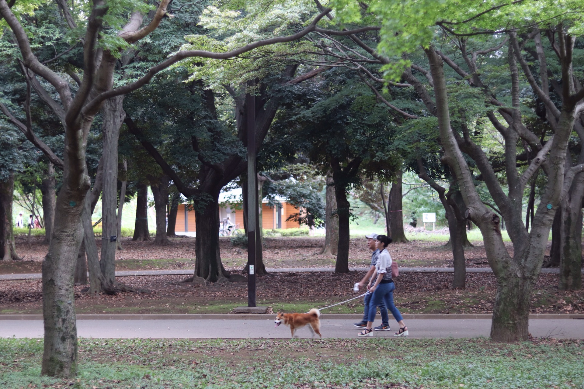 東京自助遊攻略