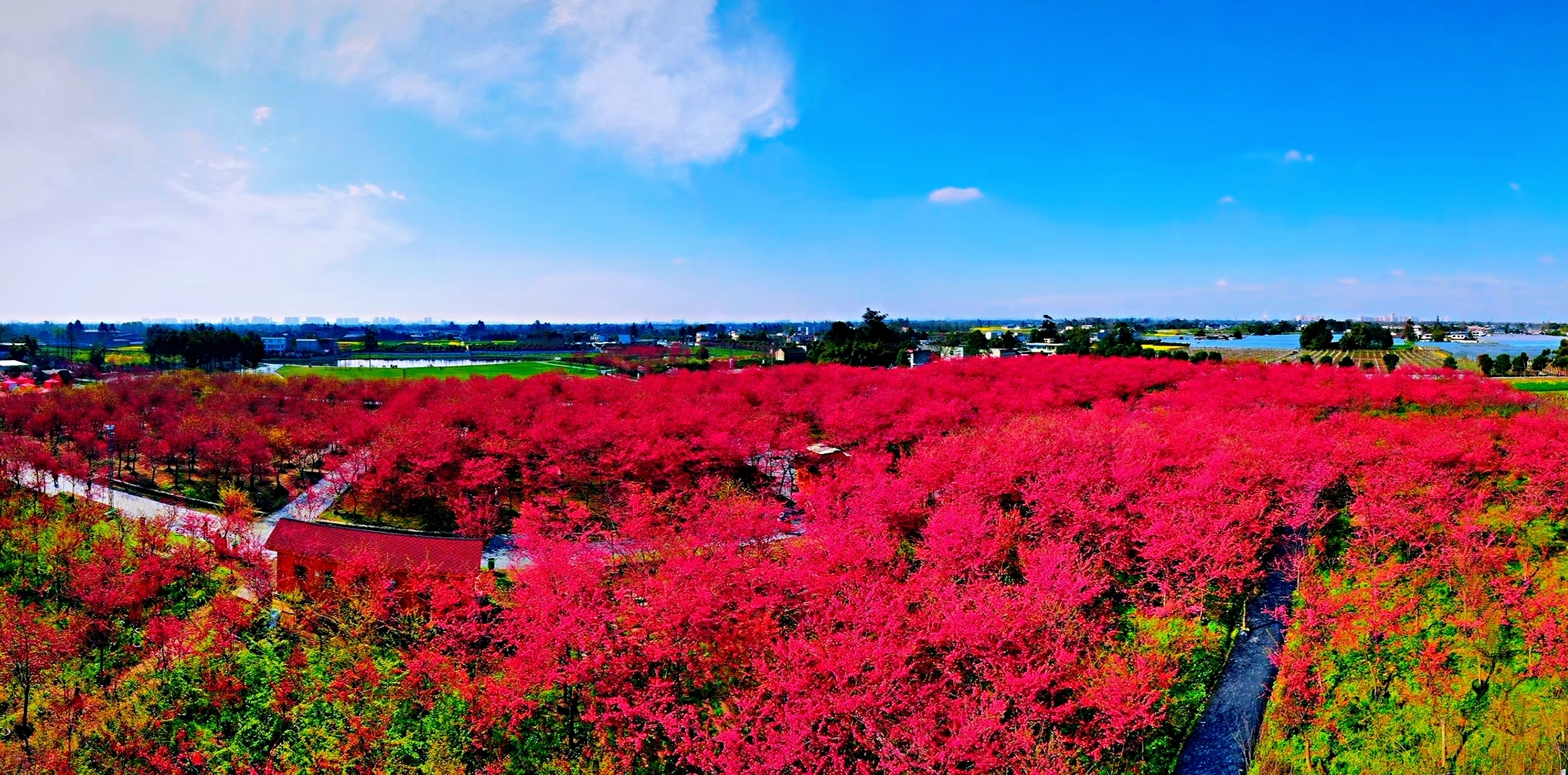 成都市新都秦樱花园图片