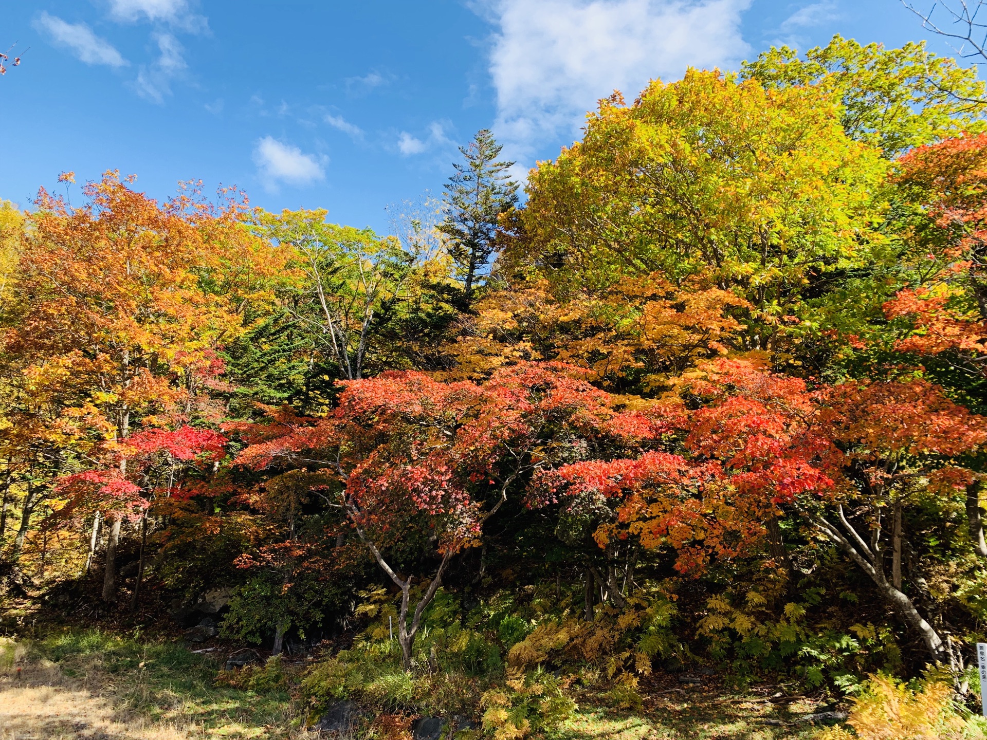 北海道自助遊攻略