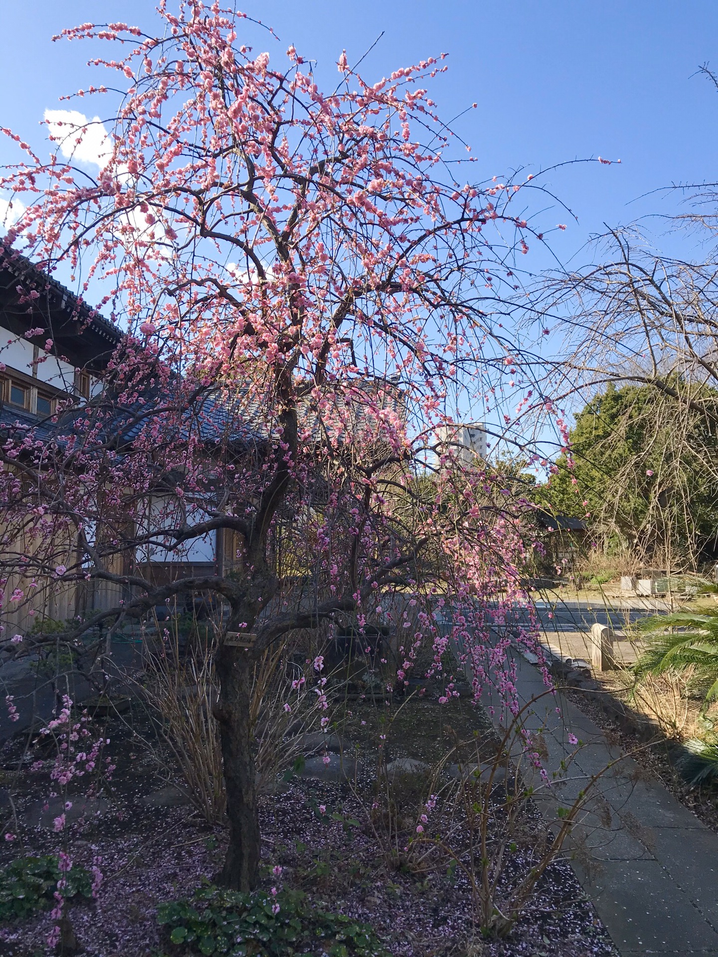 鹿儿岛红梅花图片图片