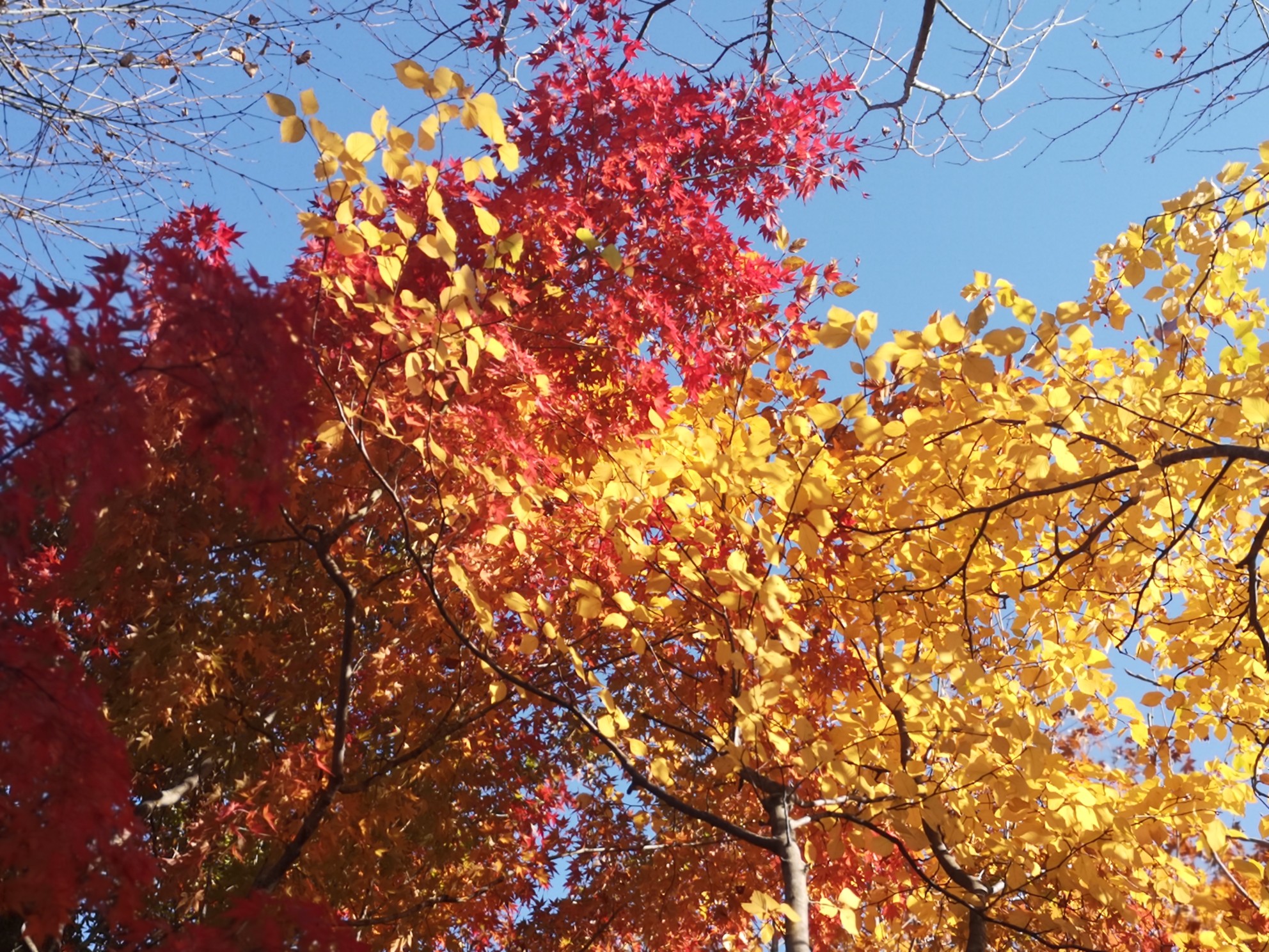 京都自助遊攻略