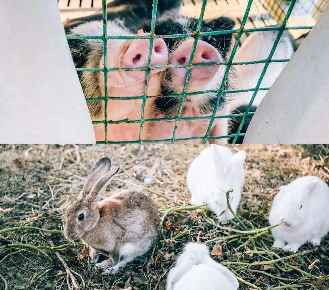 魔都惊现霍比特村庄附近宝藏网红打卡地还真不少