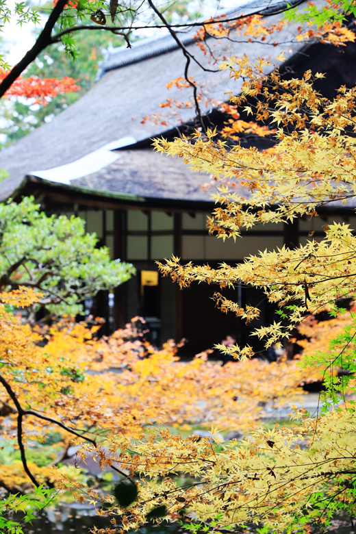 京都自助遊攻略