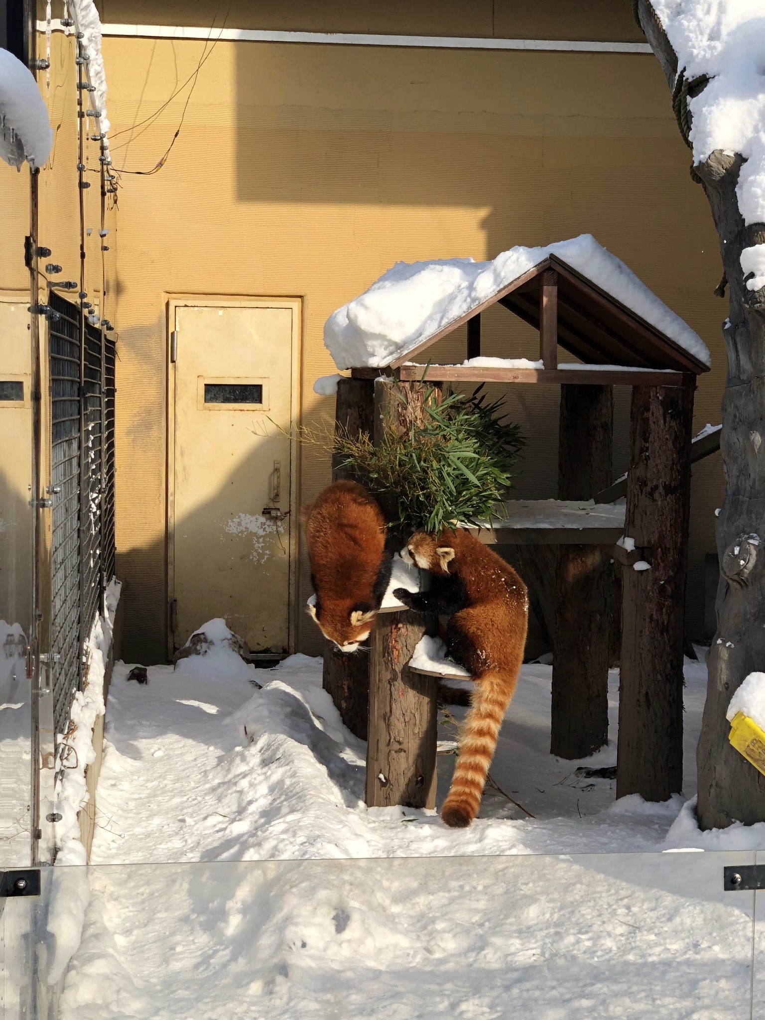 札幌自助遊攻略