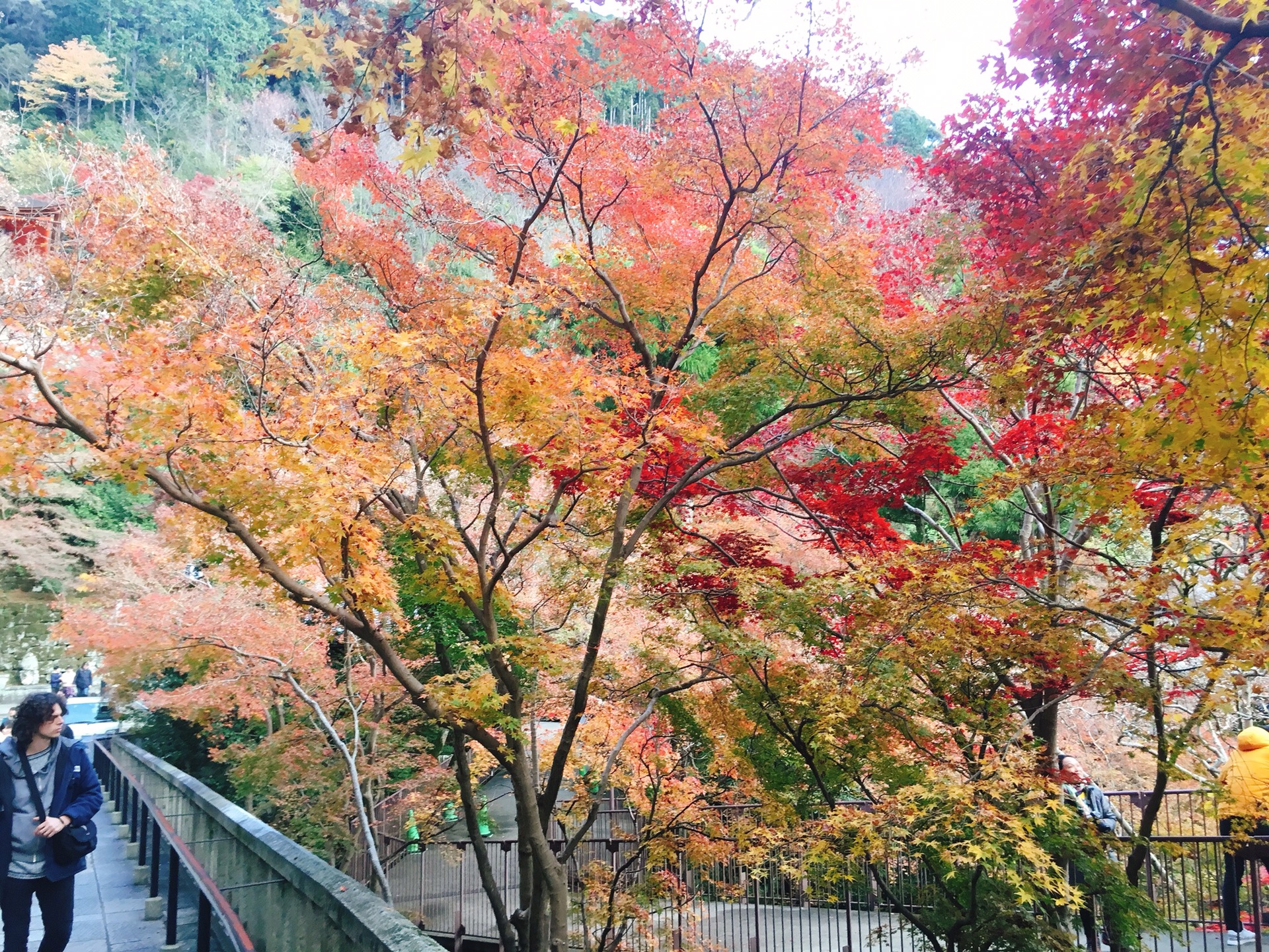 京都自助遊攻略