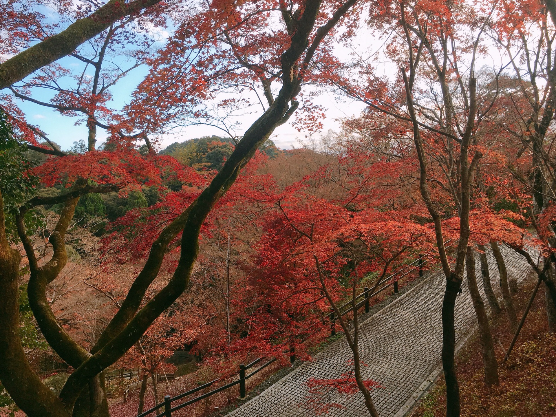 京都自助遊攻略