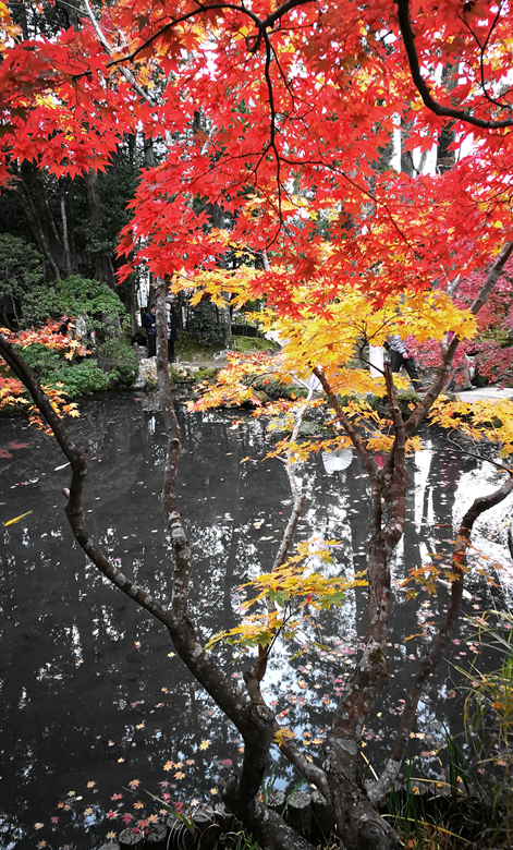 京都自助遊攻略