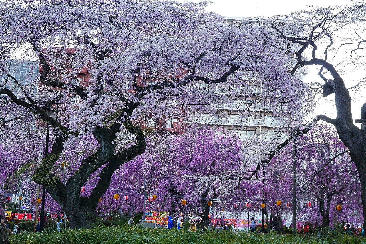 福島市自助遊攻略