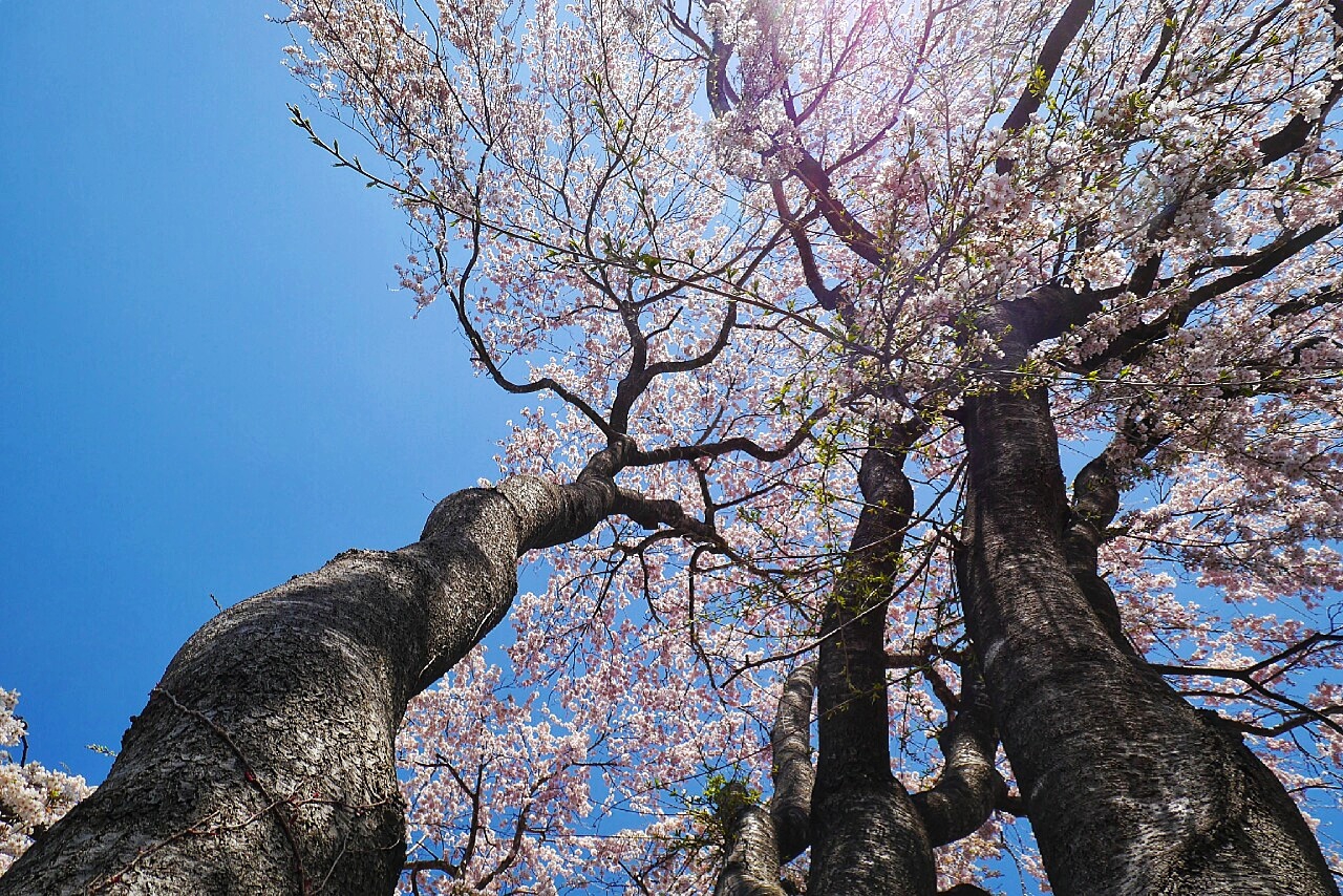 福島市自助遊攻略