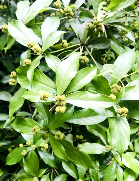 朝圣植物天堂9天8晚西双版纳大理亲子游版纳洲际皇冠植物园望天树傣秀