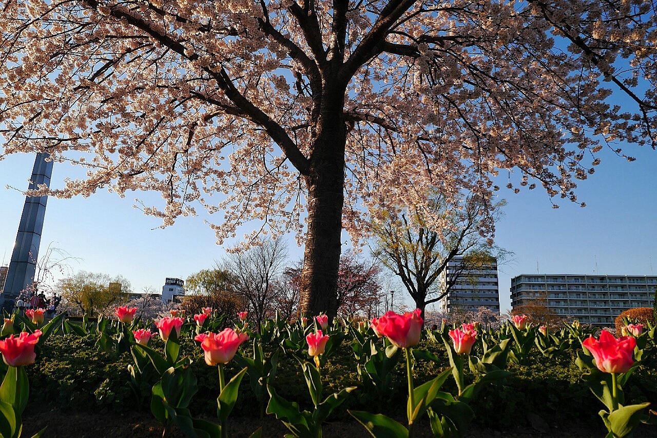 福島市自助遊攻略